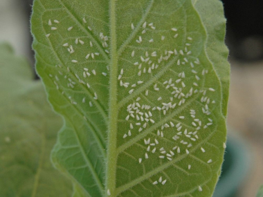 whitefly